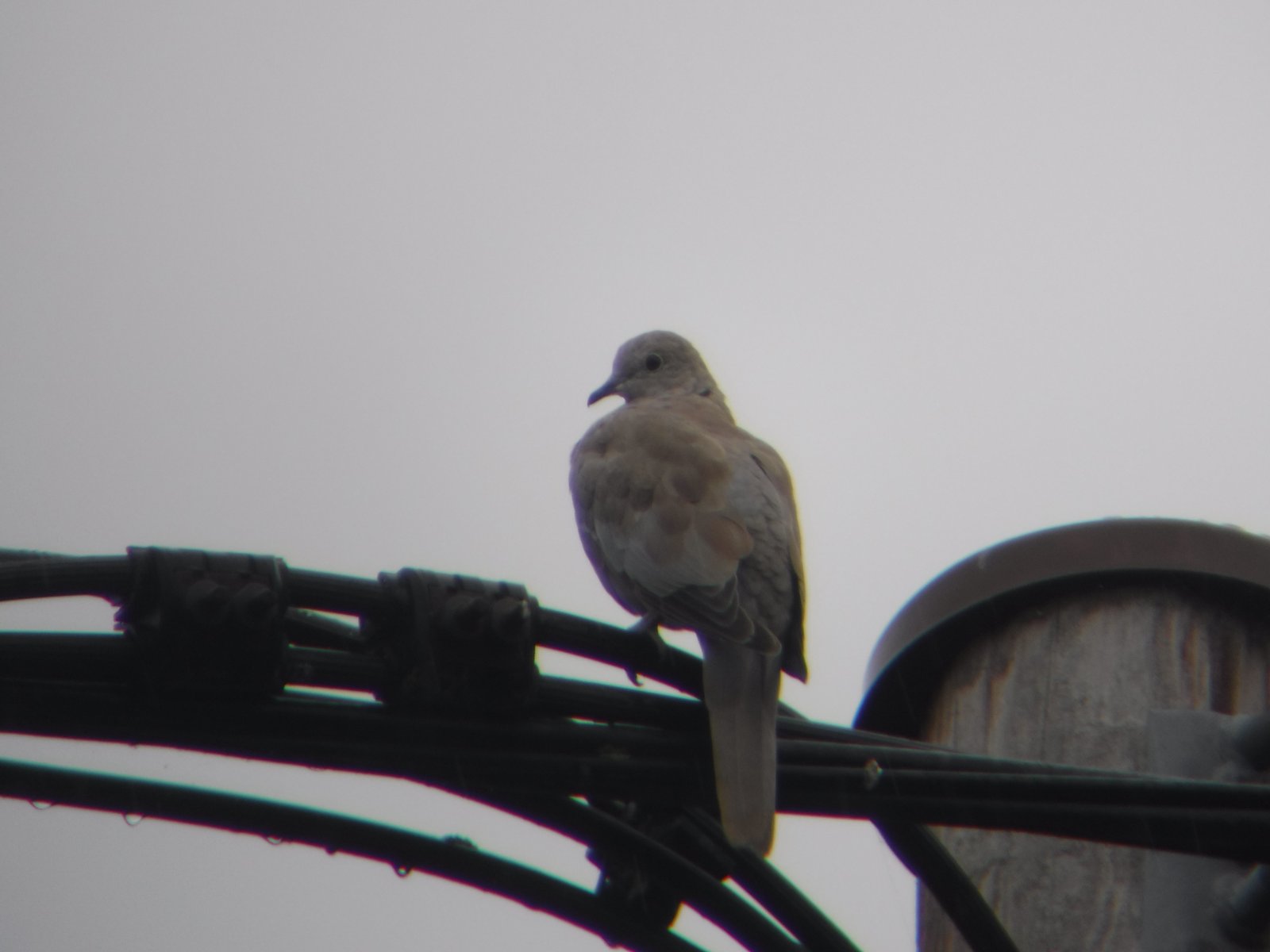 Eurasian Collared Dove photographed by Jess