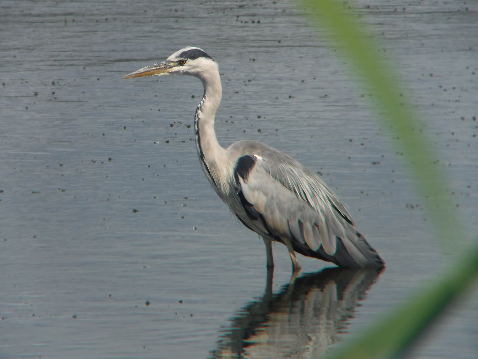 Grey Heron photographed by Jess