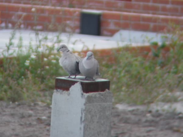 Eurasian Collared Dove photographed by Jess