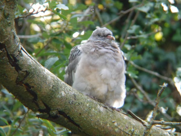 Common Wood Pigeon photographed by Jess
