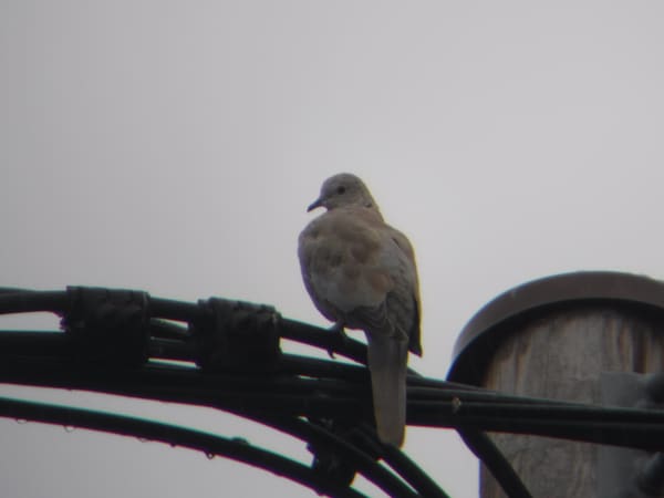 Eurasian Collared Dove photographed by Jess