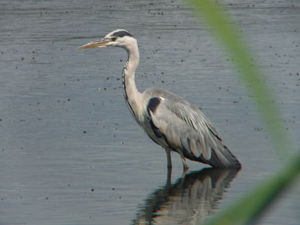 Grey Heron photographed by Jess